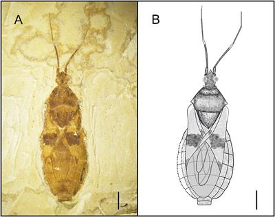 The Oldest Fossils From China Provide the Most Direct Evidence for the Ancestral State of Fossula Spongiosa and Stridulitrum of Reduviidae